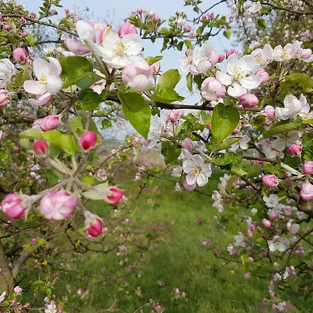 Feriendomizil Bergamini Bischoffingen