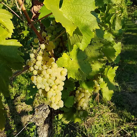 Feriendomizil Bergamini Apartmán