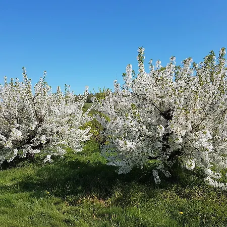 Feriendomizil Bergamini Bischoffingen